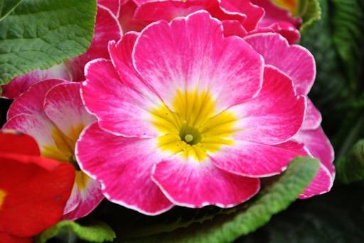 Primrose flower